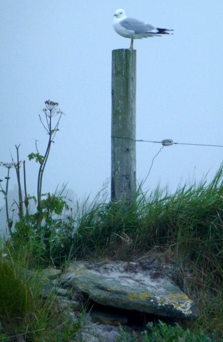 Common Gull in the mist, Westray, Orkney