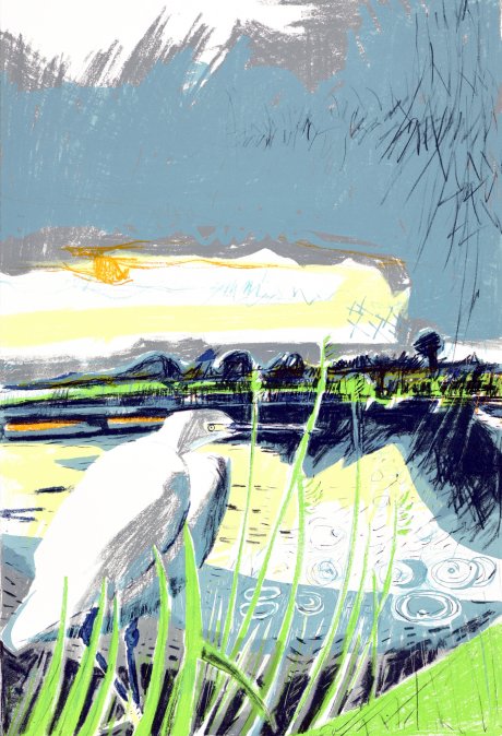 Little Egret in the shallows