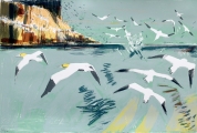 Gannets around the Bass