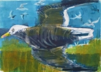 Flying Herring Gull, Inchcolm