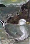 Nesting Herring Gull, Bass Rock