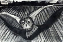 Short-Eared Owl, Dunbar