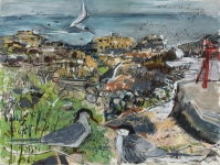 Tern colony, Isle of May