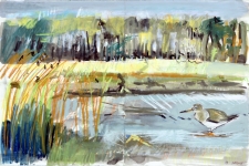 Estuary Redshank