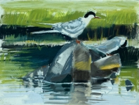 Resting Terns