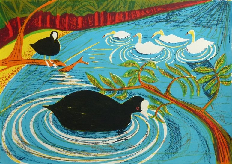 Coots and Swans