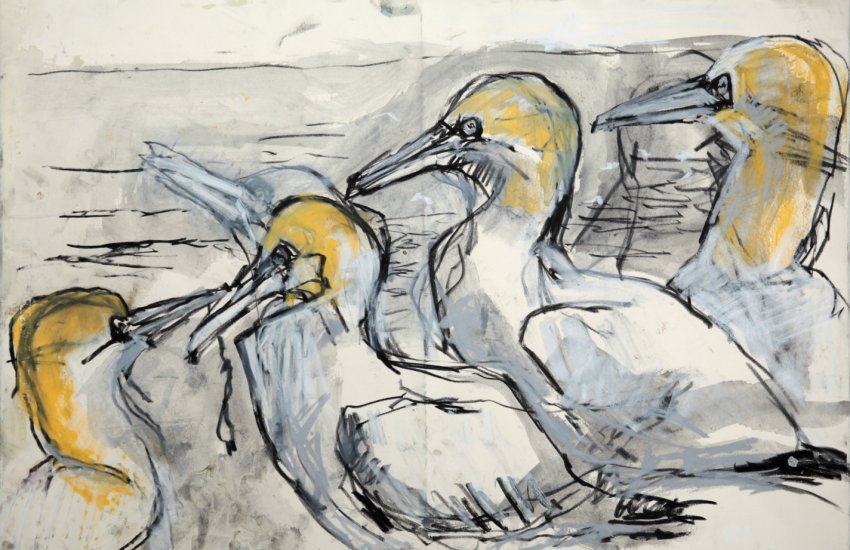 Five gannets, Bass Rock