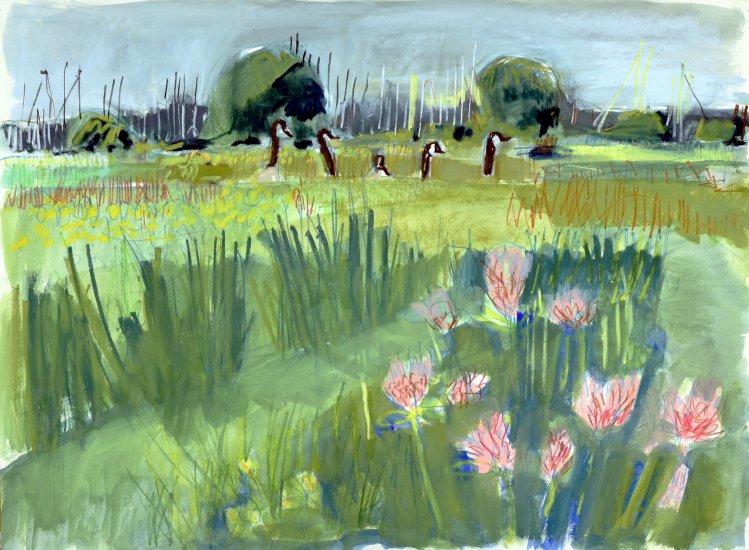 Canada Geese in the meadow