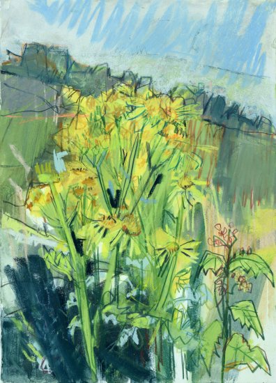 Abundant ragwort, Isle of May