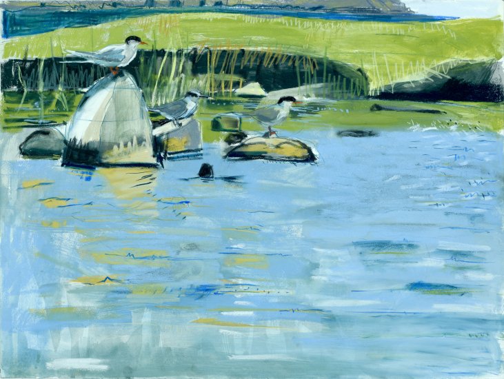 Resting Terns, Scatness